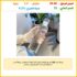 هاتف HONOR X9d 5G، 8+256 جيجا، شاشة أموليد 6.79 بوصة 1.5K 120 هرتز، شحن 66 واط، سناب دراجون 6 الجيل 4، أسود ميدنايت | ضمان سنة، شامل الضرائب