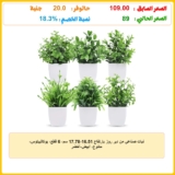 نبات صناعي من دير روز بارتفاع 16.51-17.78 سم، 6 قطع، يوكاليبتوس، متنوع، أبيض-أخضر